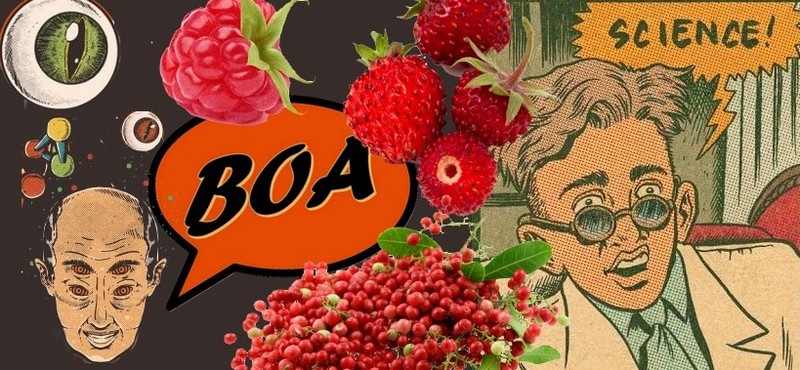 boa doctor vapor blog le petit vapoteur